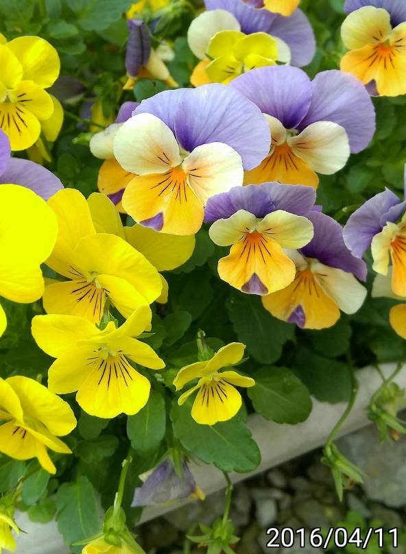 三色菫 Viola Tricolor Heartsease Heart S Ease Heart S Delight Tickle My Fancy